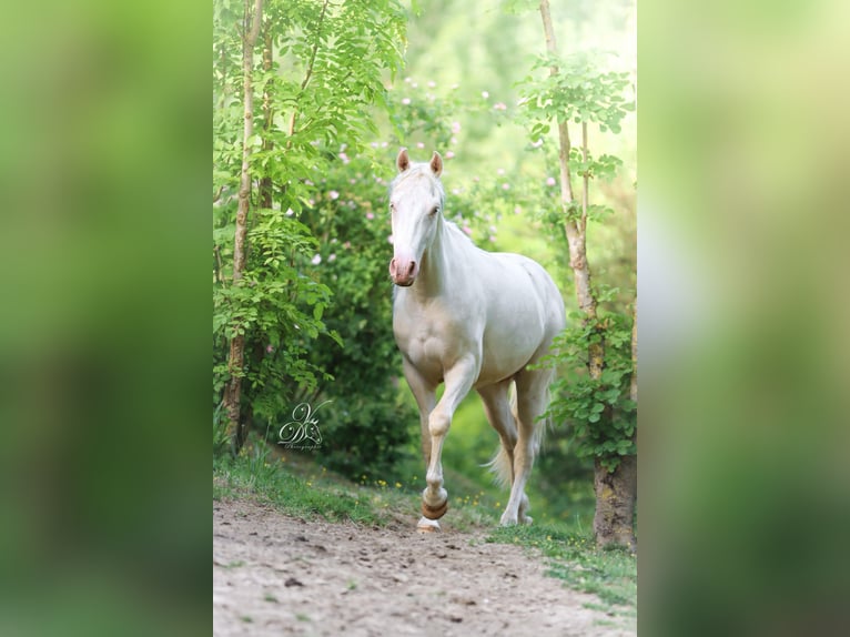 Azteca Ruin 3 Jaar 155 cm Cremello in Haut-Ittre