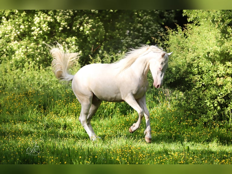 Azteca Ruin 3 Jaar 155 cm Cremello in Haut-Ittre