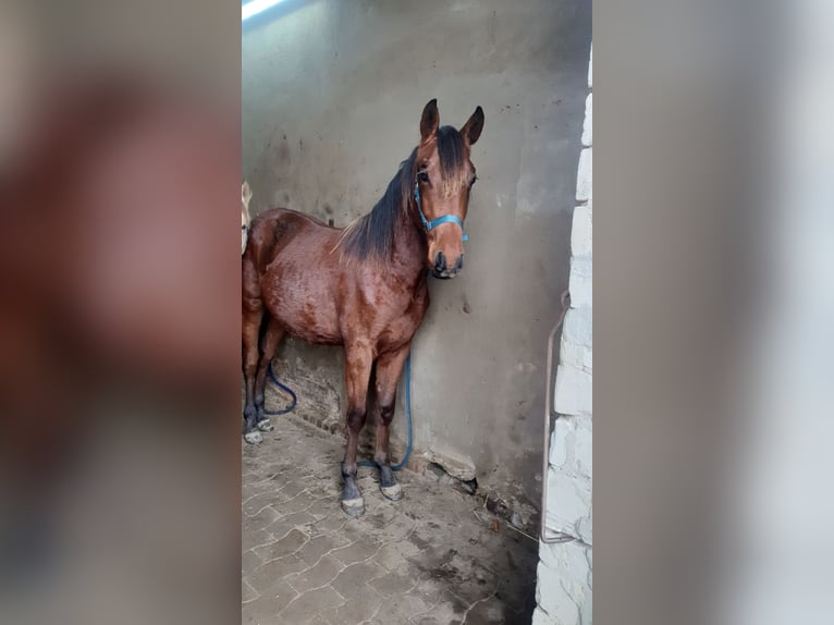 Azteca Semental 1 año 158 cm Castaño in R&#xF6;dinghausen