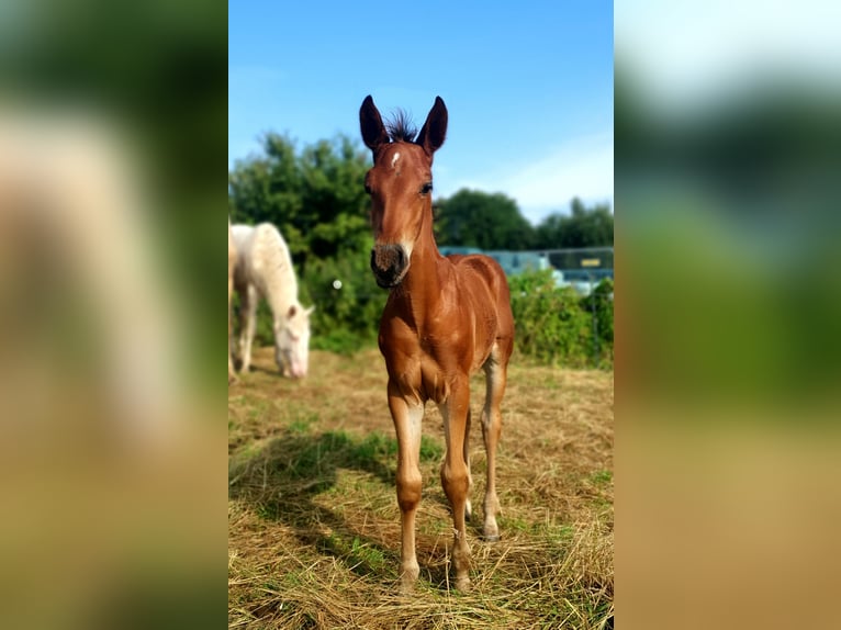 Azteca Semental 1 año 160 cm Castaño in Rödinghausen