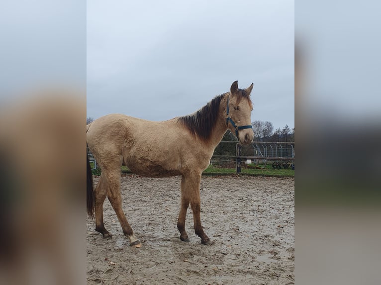 Azteca Semental 2 años 155 cm Champán in Bünde