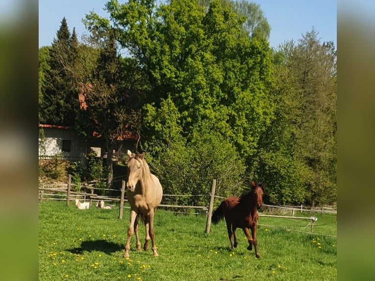 Azteca Semental 2 años 158 cm Castaño in Rödinghausen