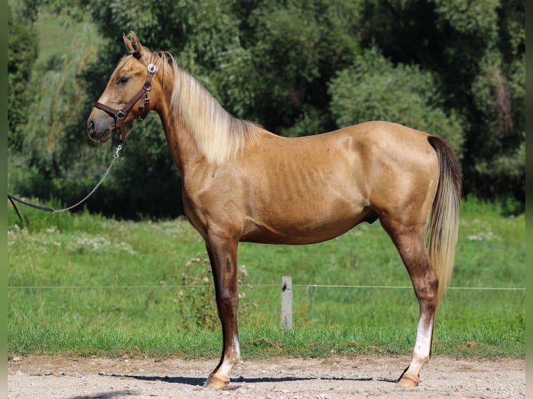 Azteca Semental 3 años 146 cm Dunalino (Cervuno x Palomino) in Kisbér