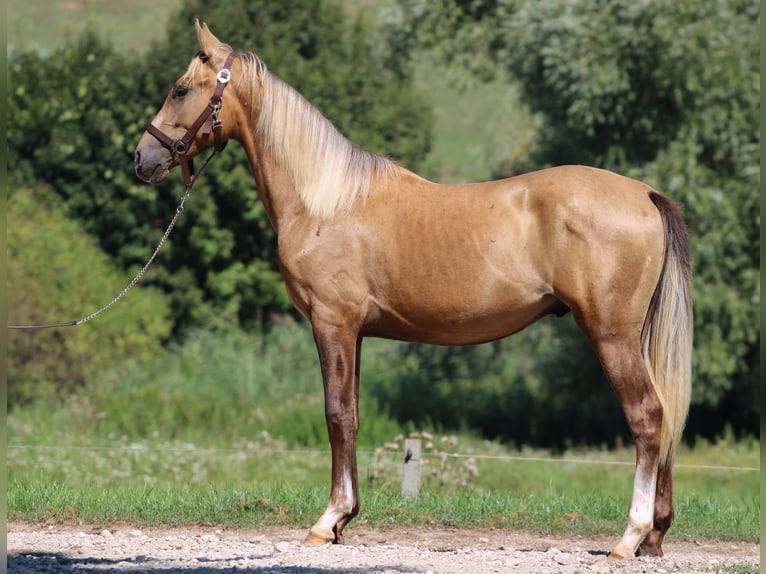 Azteca Semental 3 años 146 cm Dunalino (Cervuno x Palomino) in Kisbér