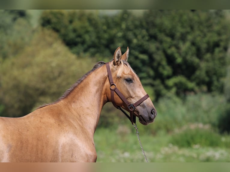 Azteca Semental 3 años 146 cm Dunalino (Cervuno x Palomino) in Kisbér