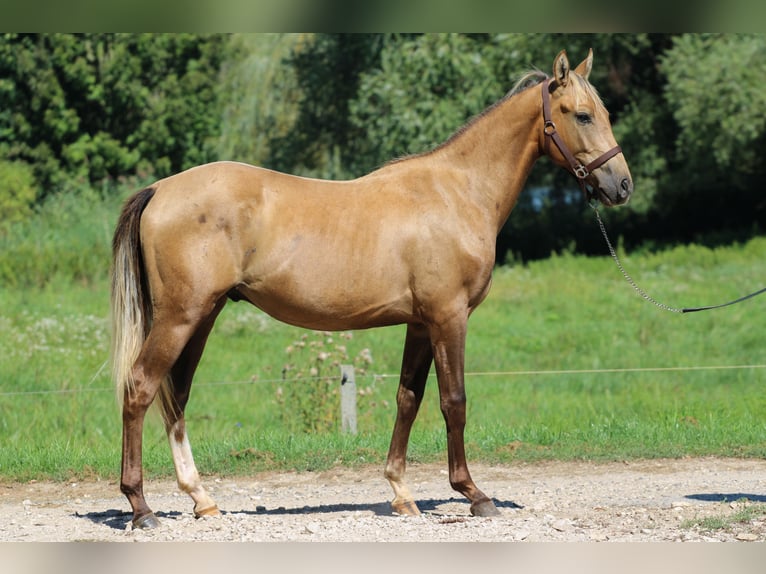 Azteca Semental 3 años 146 cm Dunalino (Cervuno x Palomino) in Kisbér