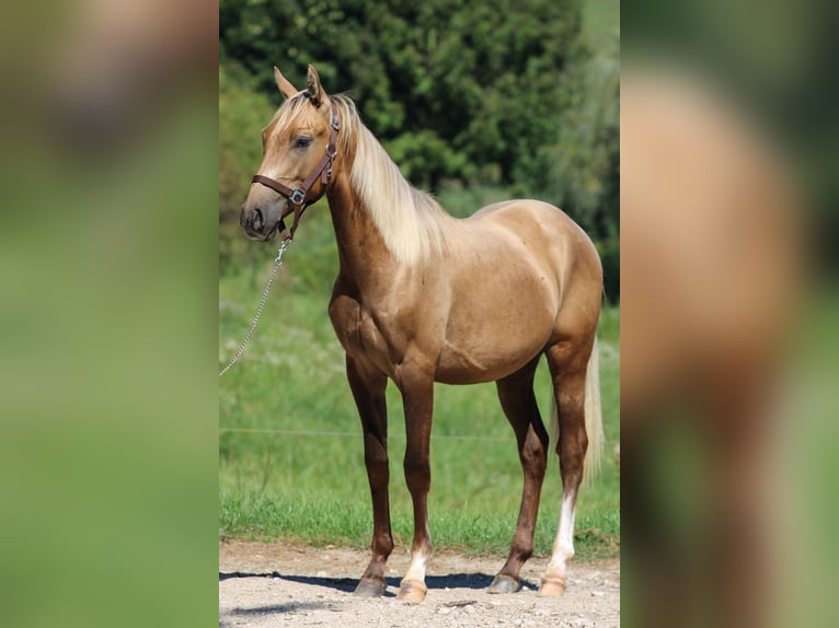 Azteca Semental 3 años 146 cm Dunalino (Cervuno x Palomino) in Kisbér