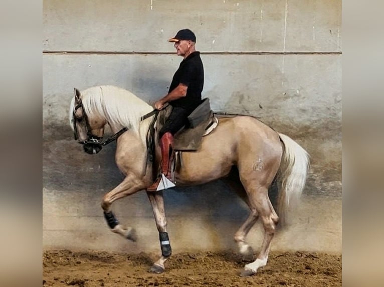 Azteca Semental 3 años 161 cm Palomino in Sevilla