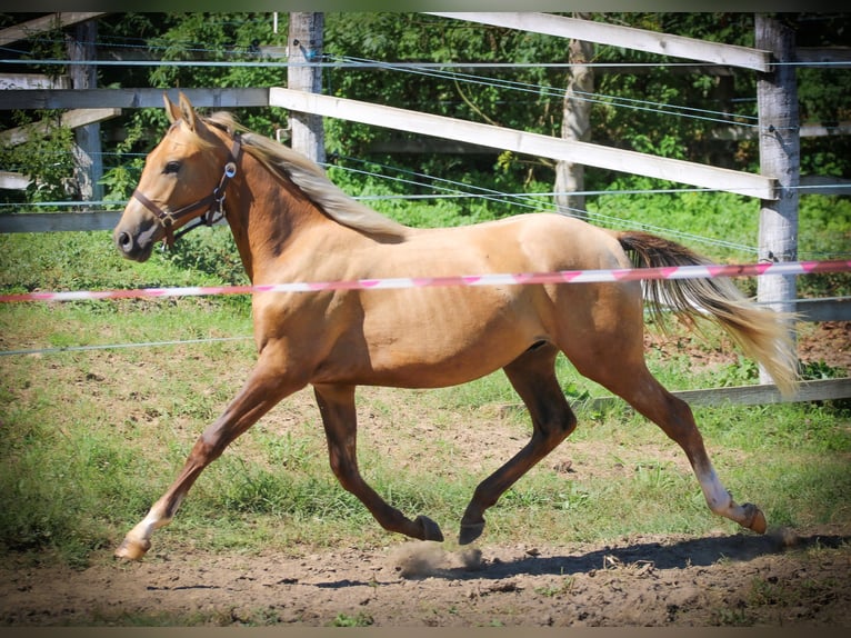 Azteca Semental 4 años 146 cm Dunalino (Cervuno x Palomino) in Kisbér