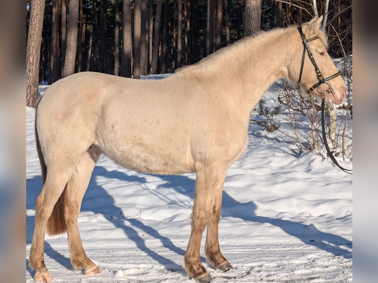 Azteca Semental Champán in Kaarßen