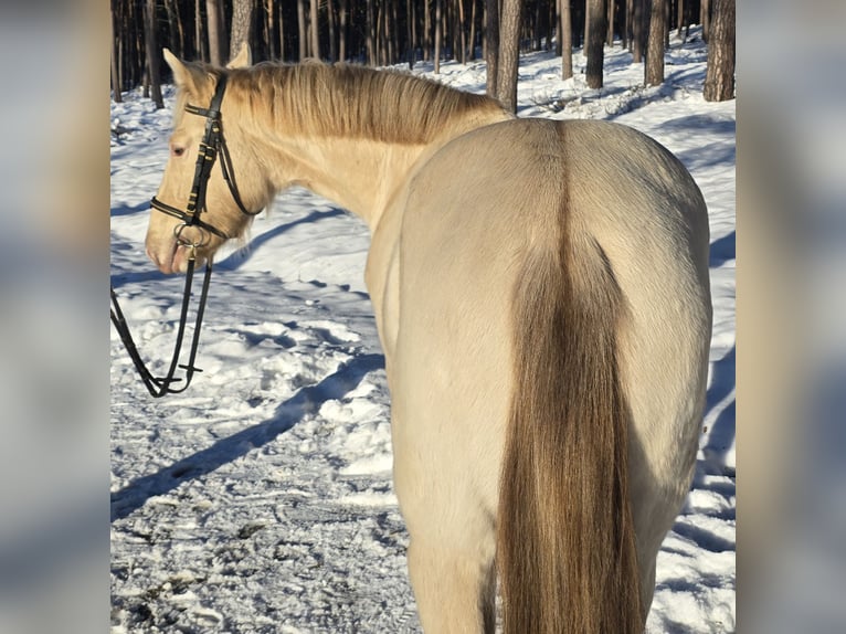 Azteca Semental Champán in Kaarßen