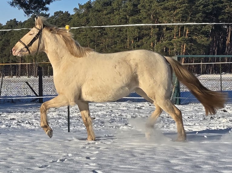 Azteca Semental Champán in Kaarßen
