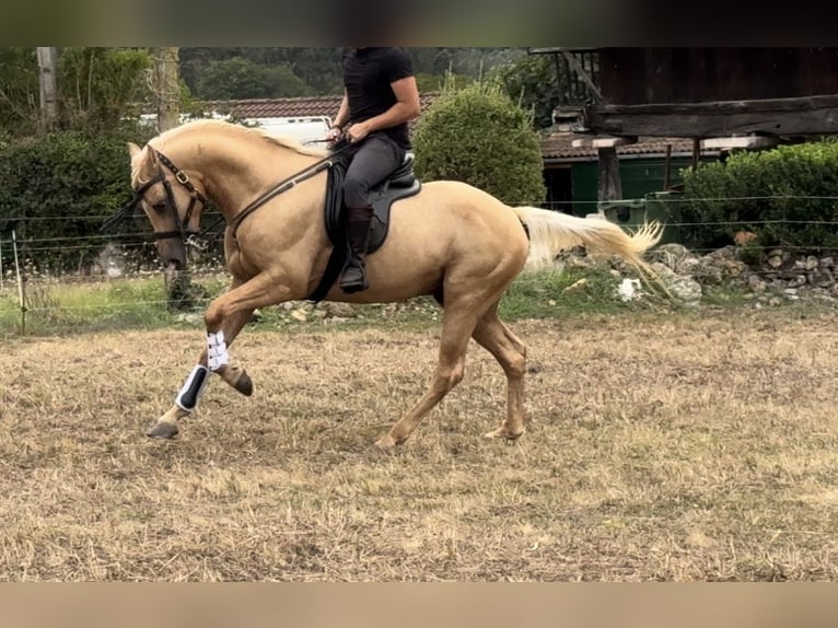 Azteca Mestizo Semental Perla in Candamo