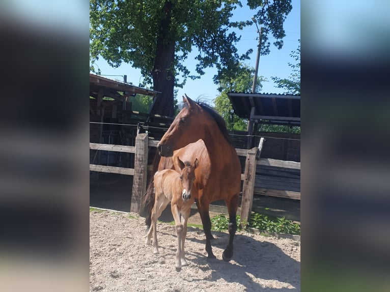 Azteca Semental  155 cm Castaño in Rödinghausen