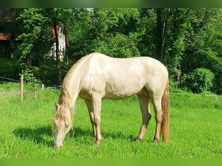 Azteca Semental Potro (05/2026) 156 cm Champán in Rödinghausen
