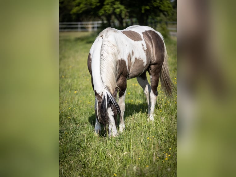 Azteca Semental Potro (02/2024) 160 cm Tobiano-todas las-capas in Unterspreewald