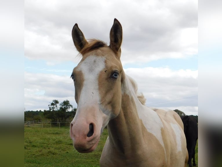 Azteca Semental Potro (02/2024) 160 cm Tobiano-todas las-capas in Unterspreewald