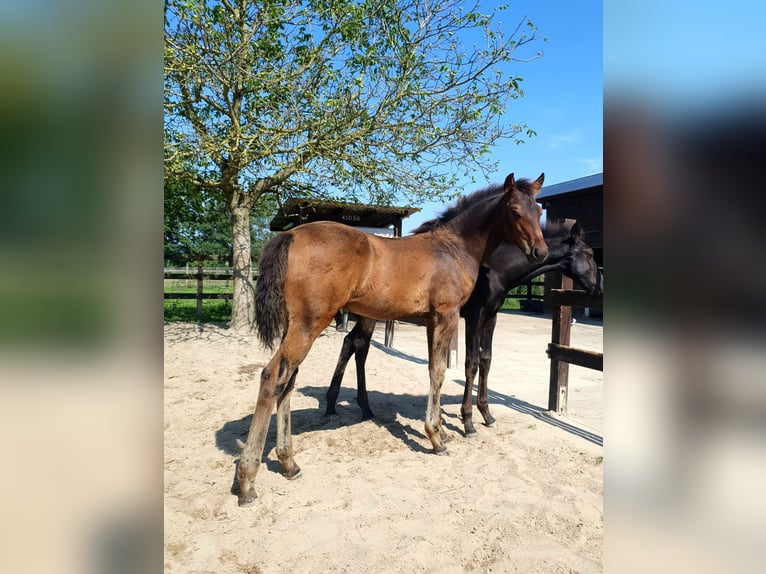 Azteca Semental Potro (04/2024) 163 cm Castaño in Rödinghausen