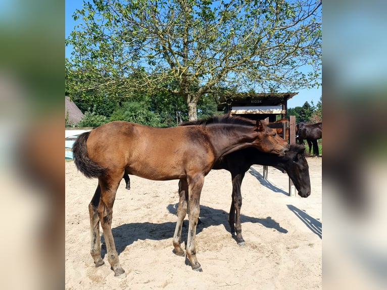 Azteca Semental Potro (04/2024) 163 cm Castaño in Rödinghausen