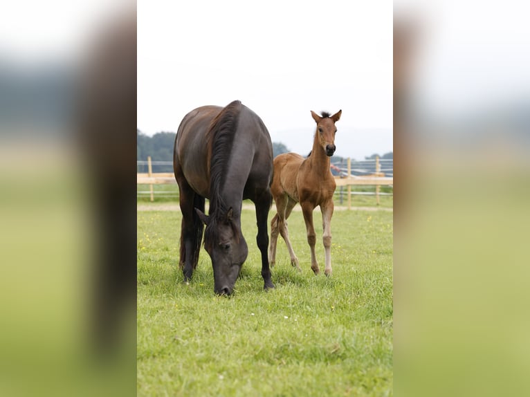 Azteca Semental Potro (04/2024) 163 cm Castaño in Rödinghausen