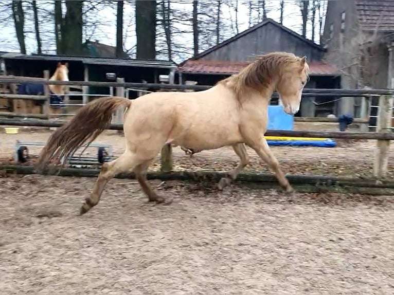 Azteca Semental Potro (05/2026) 165 cm Perla in Rödinghausen