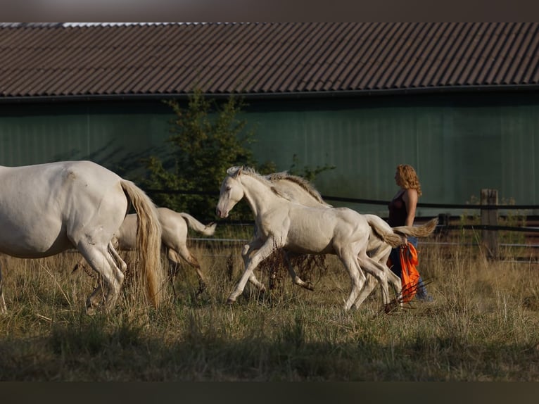 Azteca Semental Potro (05/2026) 165 cm Perla in Rödinghausen