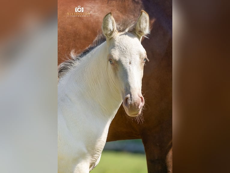 Azteca Semental Potro (06/2026) Champán in Taufkirchen (Vils)