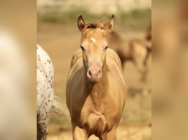 Azteca Stallion 1 year 14,2 hh Champagne in Waldshut-Tiengen