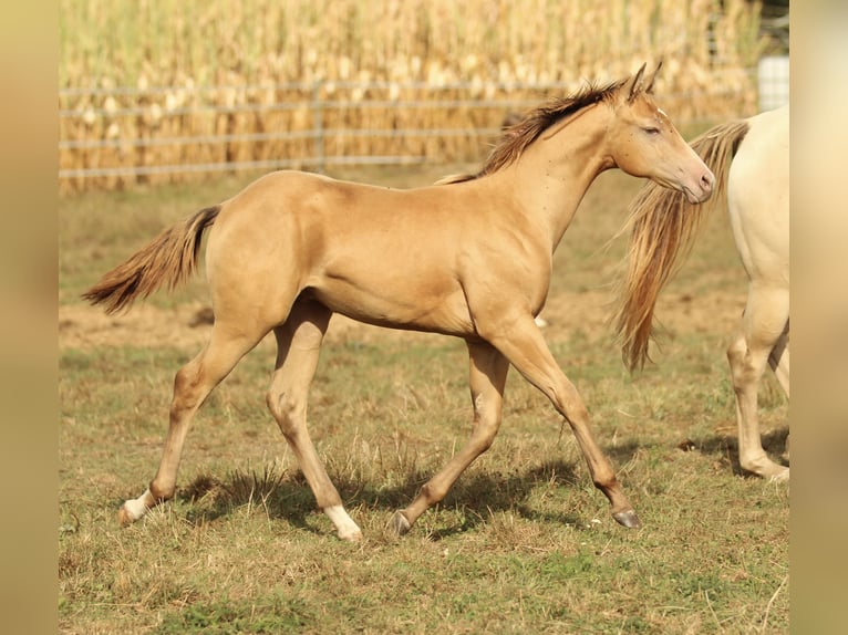 Azteca Stallion 1 year 14,2 hh Champagne in Waldshut-Tiengen