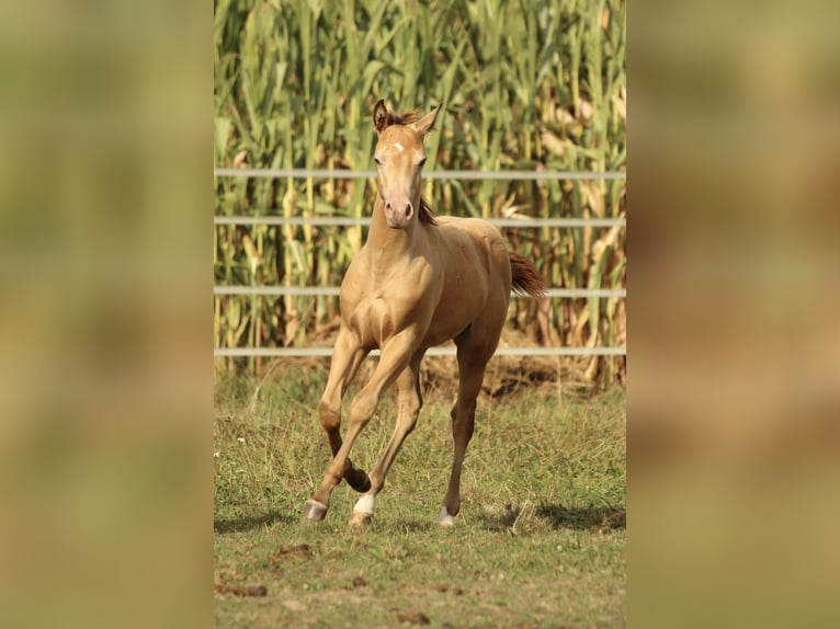 Azteca Stallion 1 year 14,2 hh Champagne in Waldshut-Tiengen