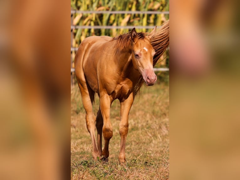 Azteca Stallion 1 year 14,2 hh Champagne in Waldshut-Tiengen