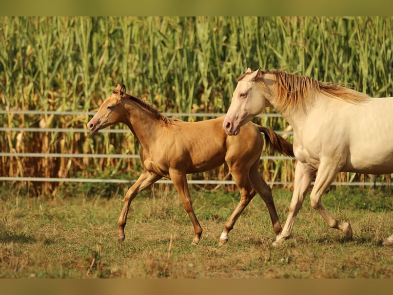 Azteca Stallion 1 year 14,2 hh Champagne in Waldshut-Tiengen