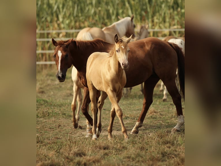 Azteca Stallion 1 year 14,2 hh Champagne in Waldshut-Tiengen