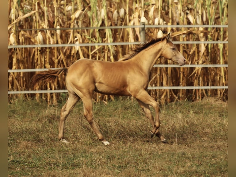 Azteca Stallion 1 year 14,2 hh Champagne in Waldshut-Tiengen