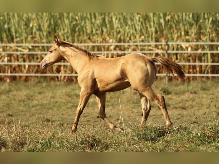 Azteca Stallion 1 year 15 hh Champagne in Waldshut-Tiengen