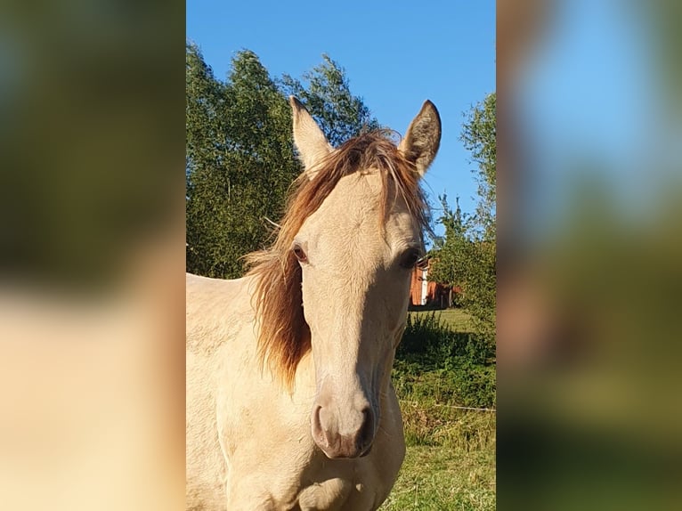 Azteca Stallion 1 year 15,1 hh Champagne in Bünde Azteca Stallion 1 year 15,1 hh Champagne in Bünde