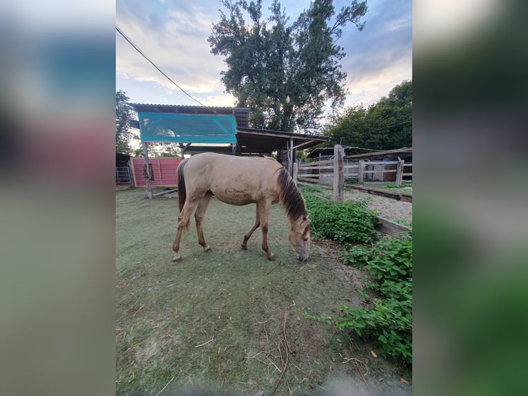 Azteca Stallion 1 year 15,1 hh Champagne in B&#xFC;nde