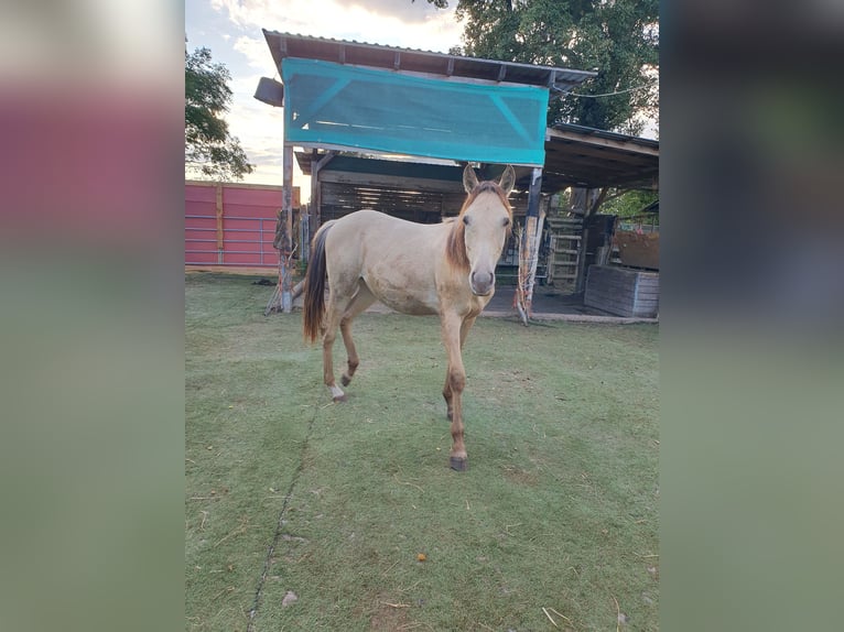 Azteca Stallion 1 year 15,1 hh Champagne in B&#xFC;nde
