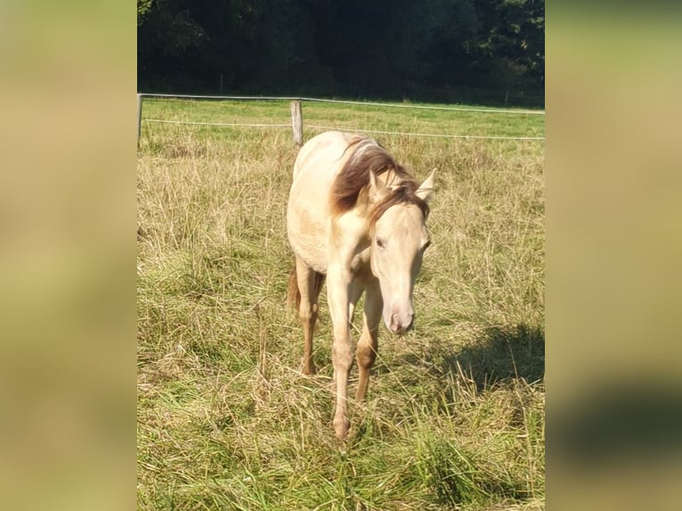 Azteca Stallion 1 year 15,1 hh Champagne in B&#xFC;nde