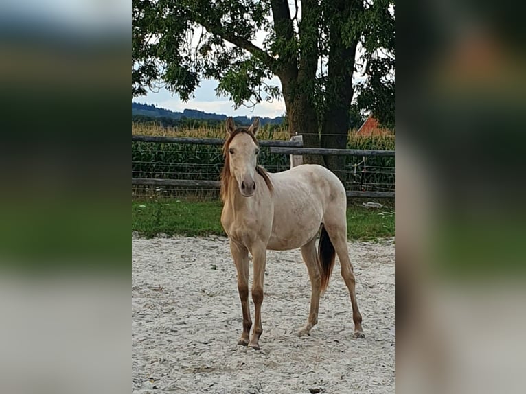 Azteca Stallion 1 year 15,1 hh Champagne in B&#xFC;nde