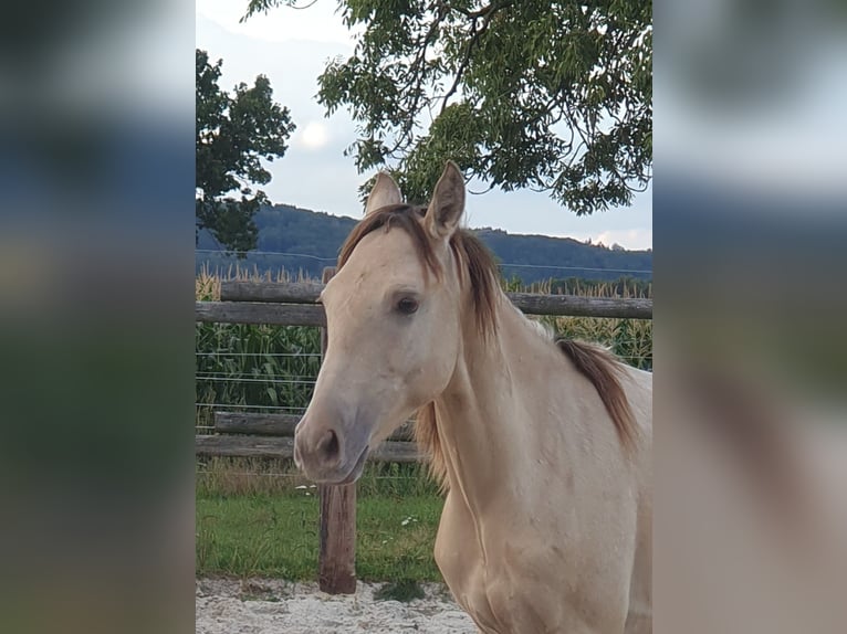 Azteca Stallion 1 year 15,1 hh Champagne in B&#xFC;nde