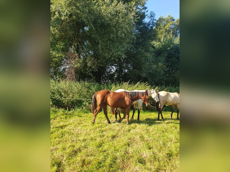 Azteca Stallion 1 year 15,2 hh Brown in R&#xF6;dinghausen