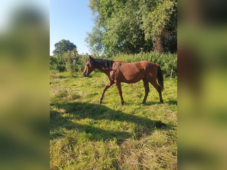 Azteca Stallion 1 year 15,2 hh Brown in R&#xF6;dinghausen