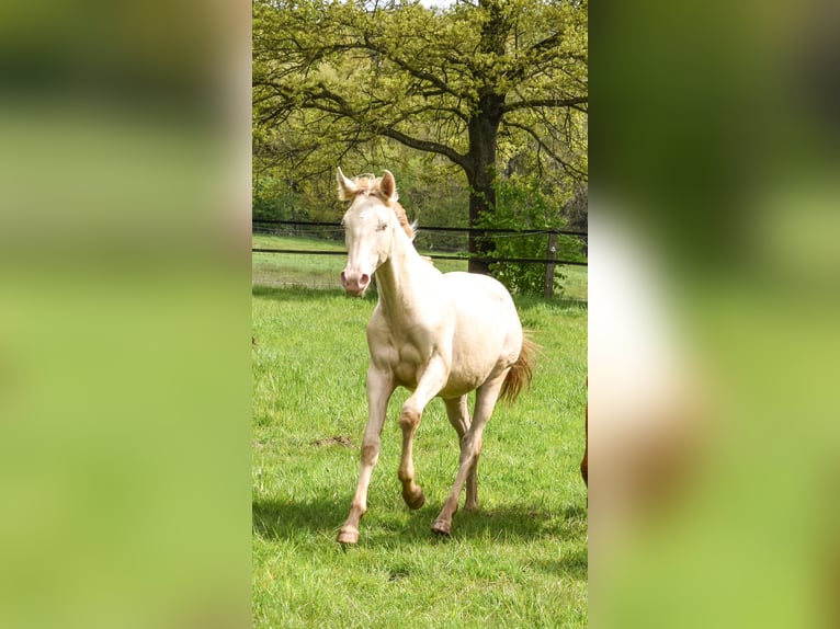 Azteca Stallion 1 year 16 hh Perlino in Rödinghausen