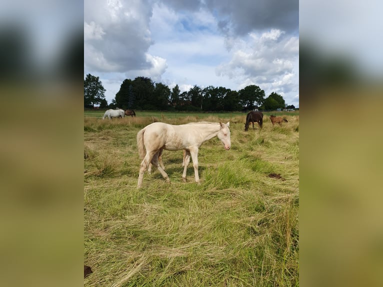 Azteca Stallion 1 year 16 hh Perlino in Rödinghausen