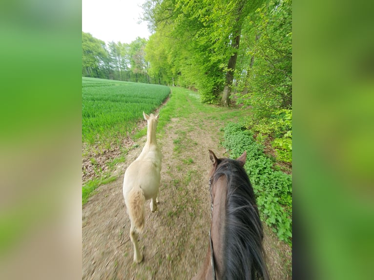 Azteca Stallion 1 year 16 hh Perlino in Rödinghausen