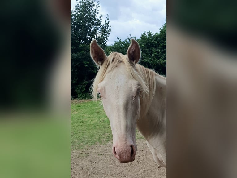 Azteca Stallion 1 year 16 hh Perlino in Rödinghausen