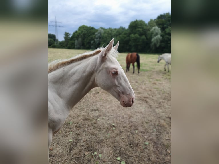 Azteca Stallion 1 year 16 hh Perlino in Rödinghausen