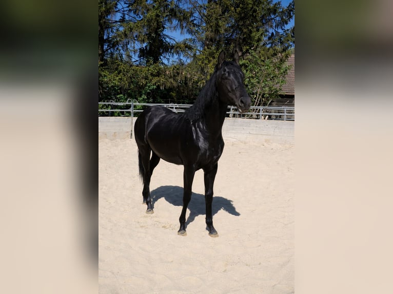Azteca Stallion 1 year Black in Reintal