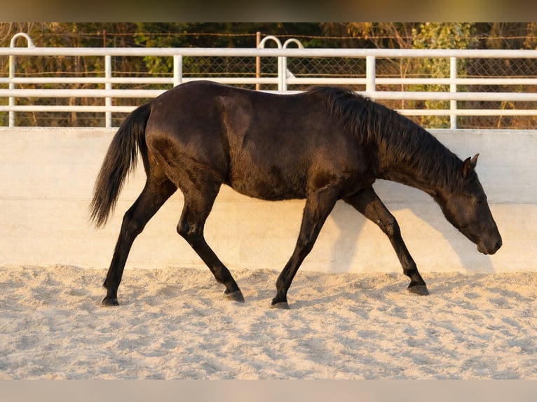 Azteca Stallion 1 year Black in Reintal